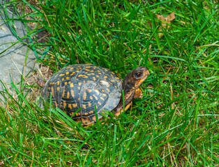 The common box turtle (Terrapene carolina), wild animal in green grass looking for food, New Jersey