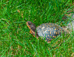 The common box turtle (Terrapene carolina), wild animal in green grass looking for food, New Jersey