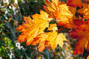 Red-yellow maple leaves on a tree on a sunny day in autumn in the Allentown Heritage Park