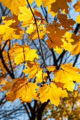 Red-yellow maple leaves on a tree on a sunny day in autumn in the Allentown Heritage Park, NJ