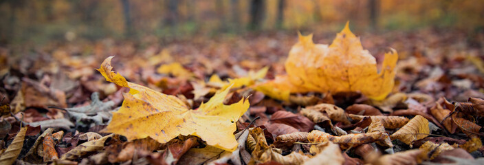 Autumn leaves in forest