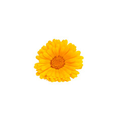 Single vibrant yellow Calendula marigold isolated on a white background. Symbolize the essence of summer energy.