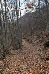 Obraz premium Leaf-covered dirt path among bare beech trees, hiking trail along the west slope of Galicica mountain. Ohrid-North Macedonia-301