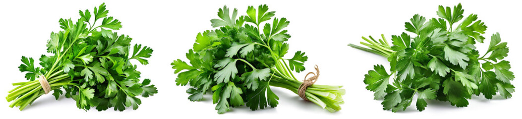 Collection of bunches of fresh parsley on a white background - obrazy, fototapety, plakaty