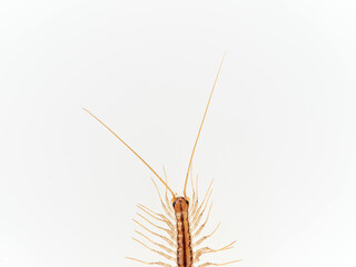 The House Centipede on a white background. Scutigera coleoptrata