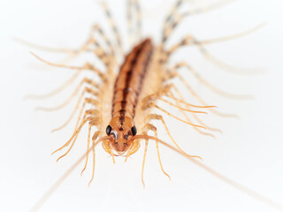 The House Centipede on a white background. Scutigera coleoptrata