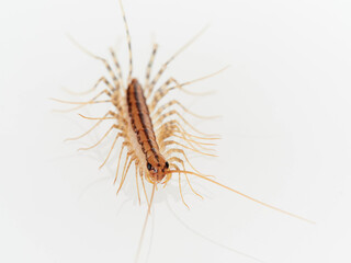 The House Centipede on a white background. Scutigera coleoptrata