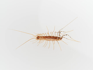 The House Centipede on a white background. Scutigera coleoptrata