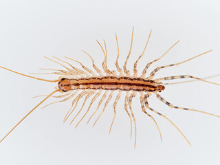 The House Centipede on a white background. Scutigera coleoptrata