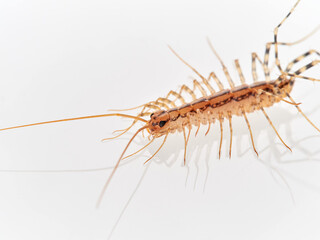 The House Centipede on a white background. Scutigera coleoptrata