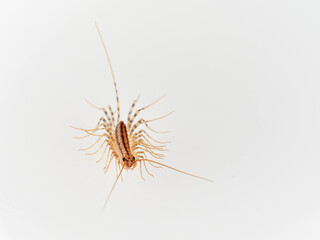 The House Centipede on a white background. Scutigera coleoptrata