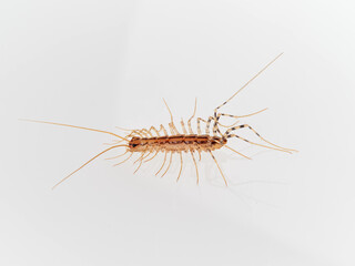 The House Centipede on a white background. Scutigera coleoptrata