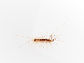 The House Centipede on a white background. Scutigera coleoptrata