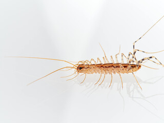 The House Centipede on a white background. Scutigera coleoptrata