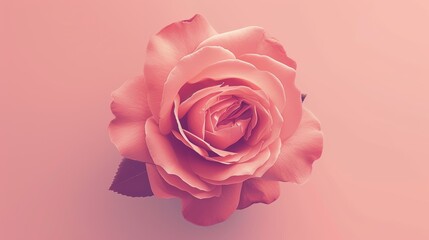 Pink rose on a pink background. 3d rendering, 3d illustration. - Generative AI