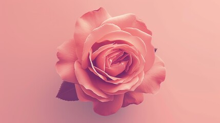 Fototapeta premium Pink rose on a pink background. 3d rendering, 3d illustration. - Generative AI