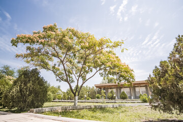 Samonids Recreation Park in the ancient city of Bukhara in Uzbekistan on a warm summer sunny day