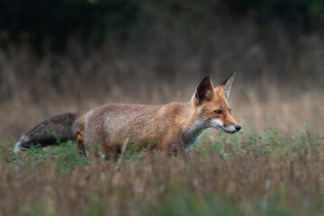 Red Fox in the field at dusk (Vulpes vulpes), a portrait of wild elegance.