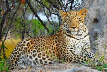 Leopard in majestic pose, Botswana