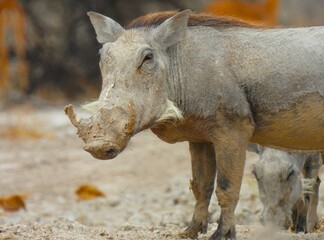 Warthog taking a mud wallow in Namibia