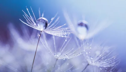 Foto op Plexiglas High-quality Beautiful dew drop on a dandelion seed macro. Beautiful soft light blue and violet background. Water drop on a parachutes dandelion on a beautiful blue. Soft dreamy tender artistic image  © blackdiamond67