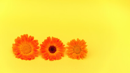 Soft gradient of calendula flowers, from fiery orange to gentle sunlit yellow on yellow background....
