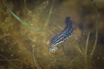 Common Newt (Lissotriton vulgaris) swimming underwater, spotted pattern.