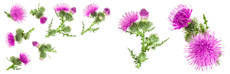 milk thistle flower isolated on white background with copy space for your text. Top view. Flat lay...