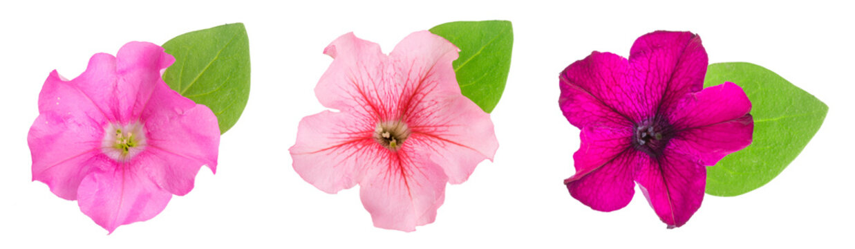pink flower of petunia with green leaves isolated on white background