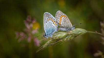 Common Blue Butterflies (Polyommatus icarus) resting on grass, vibrant meadow background.