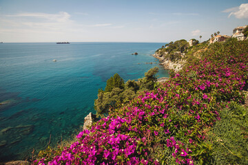 Flowers on Italian Coast in Liguria. pink bougainvillea with blue sea in the background. Wonderful flowering. Magenta bougainvillea flowers.