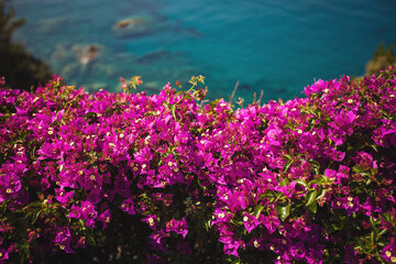 Flowers on Italian Coast in Liguria. pink bougainvillea with blue sea in the background. Wonderful flowering. Magenta bougainvillea flowers.