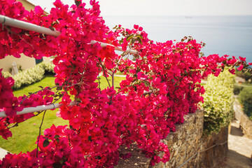 Vibrant purple bougainvillea flowers lining a walkway along the Nervi hiking trails, Italy. 