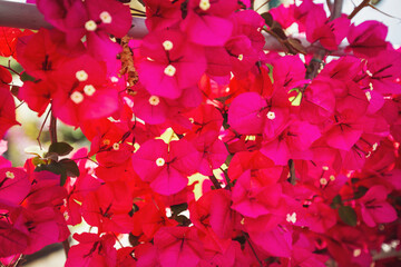 Blooming pink Bougainvillea spectabilis. Magenta bougainvillea flowers.