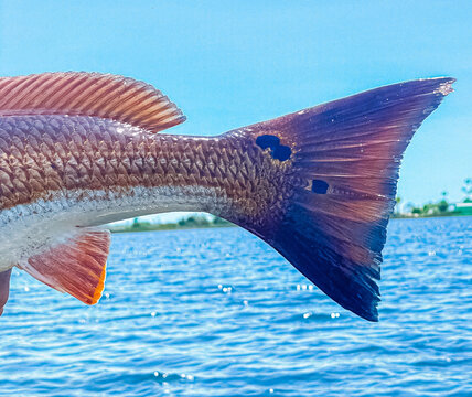 red fish tail over the bay water one a sunny day
