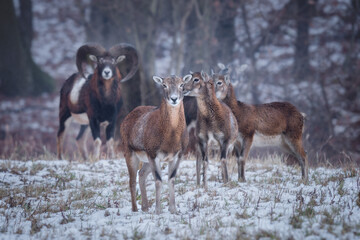 Mouflon herd in snowy forest, dominant male watching (Ovis musimon).