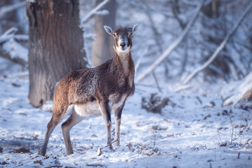 Alert Mouflon ewe in snowy forest (Ovis musimon).