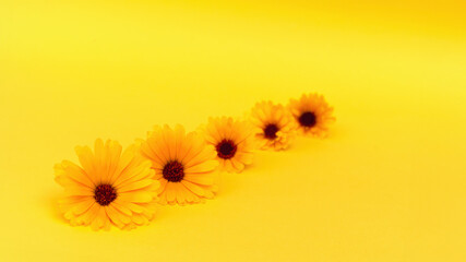 A row of yellow marigold flowers on a bright yellow background. Calendula in herbal traditional...