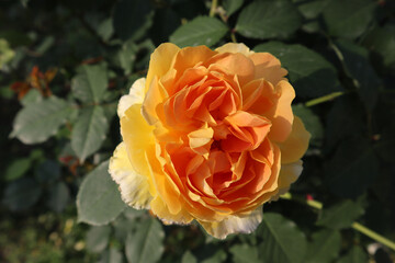 Yellow rose  flowers blooming in the garden, close-up