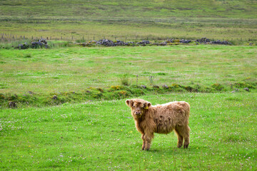 Cute highland cow calf in pasture field. Farming in Scotland, United Kingdom, Europe.
