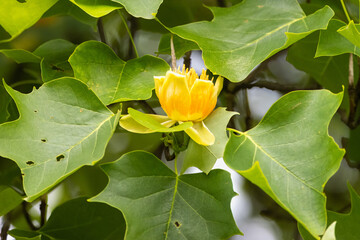 Liriodendron tulipifera tree with flowers close-up on a sunny summer evening.