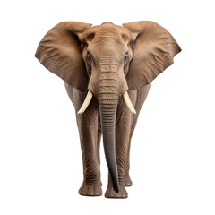 Fototapeta premium elephant isolated on white