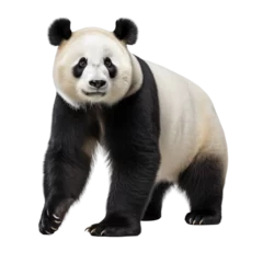Poster Im Rahmen panda bear © Buse