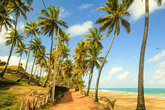 Coconut Beach Paraiba Praia do Coqueirinho Paraiba 