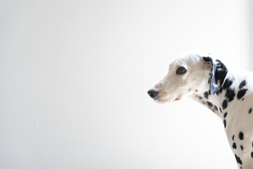 Graceful Dalmatian: Side View with Attentive Gaze. A dog showcasing its distinctive black spots and attentive expression against a clean white background with big copy space