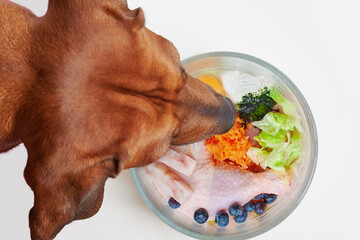 Close-up dog eating natural raw meat food. Feeding dog natural organic food. 