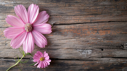 Two delicate pink cosmos flowers on a rustic wooden background