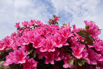 Bright pink azalea flowers against a background of blue sky and white clouds