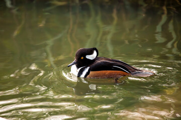 Male Hooded Merganser (Lophodytes cucullatus) in North America