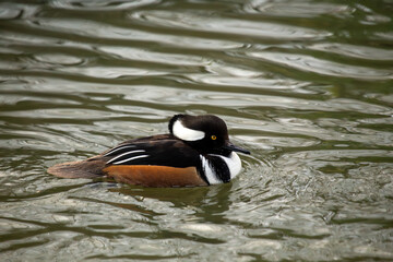 Male Hooded Merganser (Lophodytes cucullatus) in North America